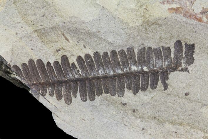 Pecopteris Fern Fossil - Missouri #65955